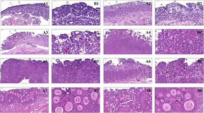 Dynamics of the Transcriptome and Accessible Chromatin Landscapes During Early Goose Ovarian Development